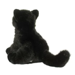 Best Salem Black Cat Cats