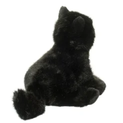 Best Salem Black Cat Cats