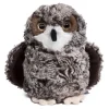 New Shrill Saw-Whet Owl Wildlife