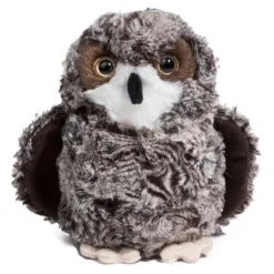 New Shrill Saw-Whet Owl Wildlife
