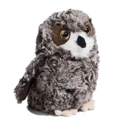 New Shrill Saw-Whet Owl Wildlife