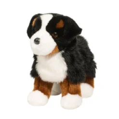 Best Stevie Bernese Mountain Dog Dogs
